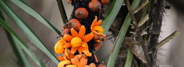 Manteiga de Murumuru